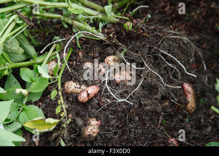 Solanum tuberosum 'Rosa Abete Apple' potato close up appena scavato root Foto Stock