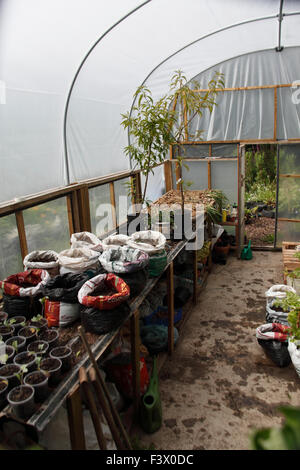 Polytunnel staging in agosto con essiccazione di scalogni e patate in poli di sacchi Foto Stock