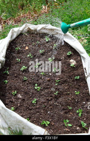 Viola Top MilanTurnip piantine piantato nel sacchetto di costruttori usando irrigazione rose Foto Stock