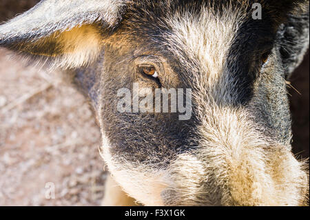 Nero suino iberico, Alentejo, Portogallo Foto Stock