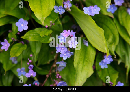 Omphalodes cappodocica 'Cherry Ingram' vicino di fiori Foto Stock