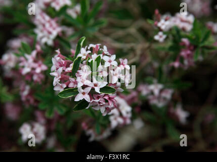 Daphne x burkwoodii 'Somerset bordo d'Oro" di close-up di fiori Foto Stock