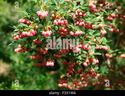 Enkianthus campanulatus 'Rosso campane' arbusti in fiore Foto Stock