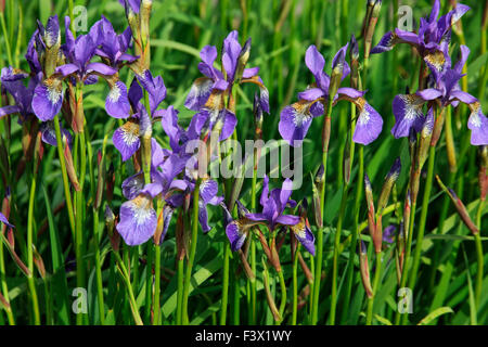 Iris sibirica 'TYCOON' piante in fiore Foto Stock