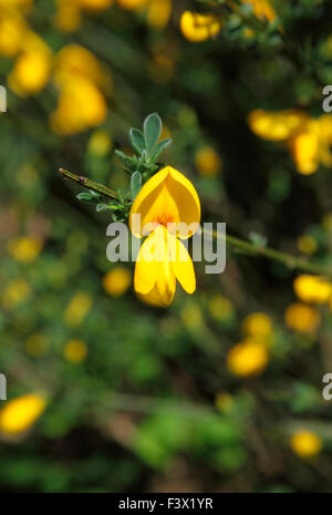 Cytisus scoparius Ginestra close up di fiore Foto Stock