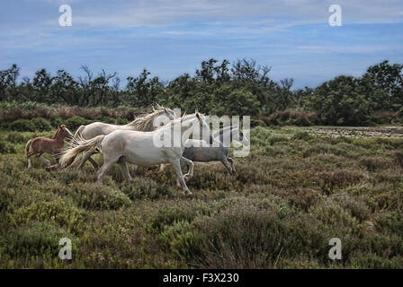 Cavalli di Camargue Foto Stock