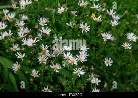 Kalimeris incisa 'Charlotte' piante in fiore Foto Stock