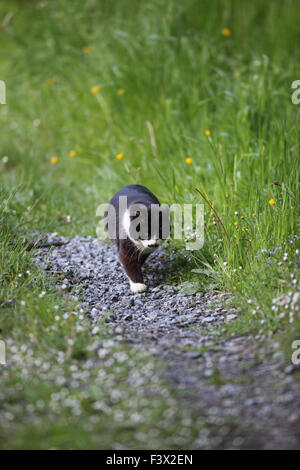 Muovendosi lungo la via attraverso erba lunga Foto Stock
