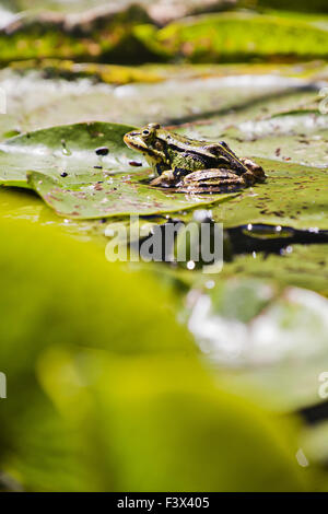 Rana verde (Pelophylax esculentus) Foto Stock