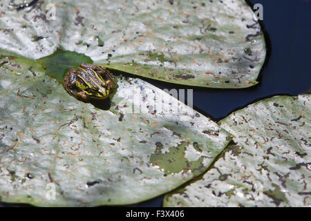 Rana verde (Pelophylax esculentus) Foto Stock