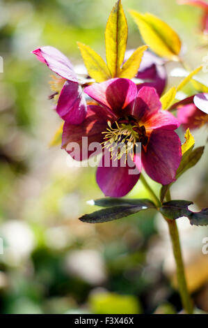 Close up di rara Helleborus fiore Foto Stock
