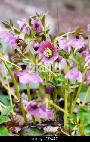 Close up di rara Helleborus fiore Foto Stock