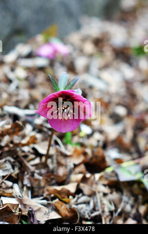 Close up di rara Helleborus fiore Foto Stock