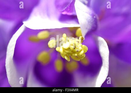 Aquilegia alpina - viola Foto Stock