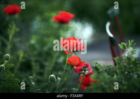 Sedie da giardino e perenne di papavero Foto Stock