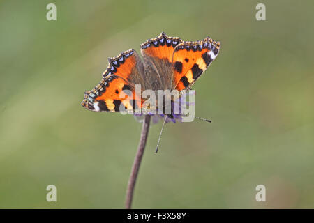 Piccola tartaruga Aglais urticae alimentazione su scabious fiore Foto Stock