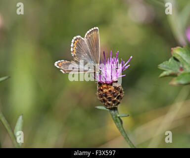 Blu Chalkhill Lysandra coridon presa femmina nettare da fiordaliso alette aperte Foto Stock