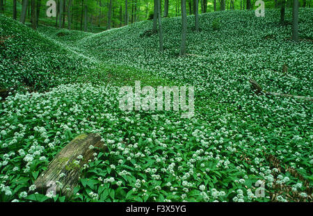 Aglio selvatico nella foresta di primavera Foto Stock