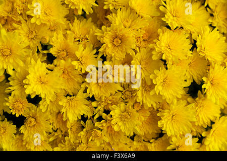 Una vista ravvicinata del giallo mamme fiori. Foto Stock
