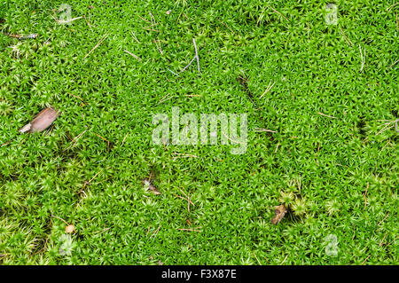 Sfondo naturale di sphagnum o muschio di torba Foto Stock