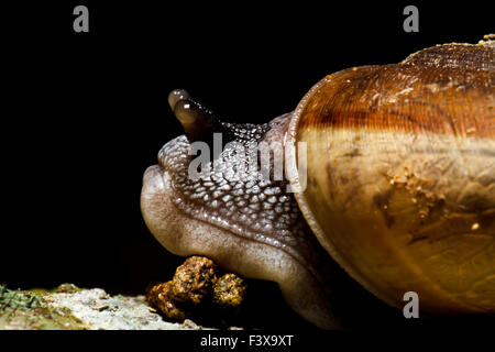 Snail close up Foto Stock