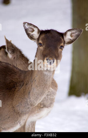 Daino Foto Stock