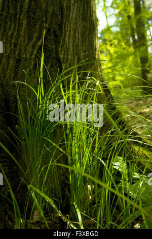Struttura della foresta Foto Stock