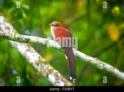 Lo scoiattolo cuculo, Piaya cayana, nella foresta di pioggia a Cana nel Parco Nazionale del Darién, provincia di Darien, Repubblica di Panama. Foto Stock