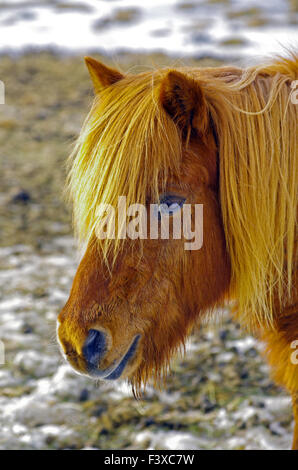 Cavallo islandese Foto Stock