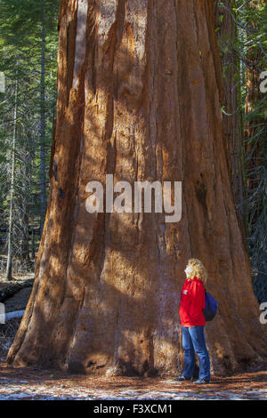 Sequoie nel Parco Nazionale di Yosemite Foto Stock