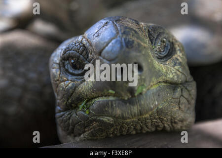 La tartaruga gigante ritratto Foto Stock