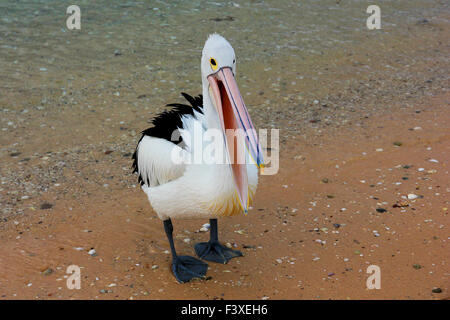 Pelican Foto Stock