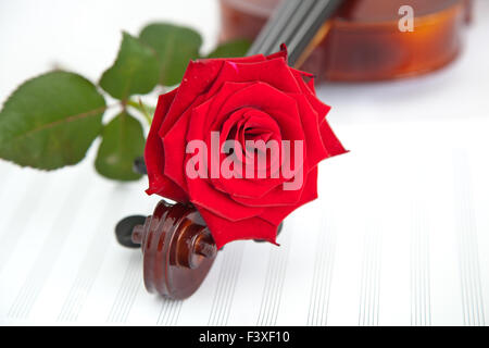 Rosa Foto Stock
