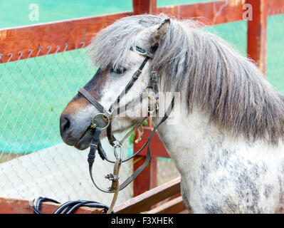 Pony grigio Foto Stock