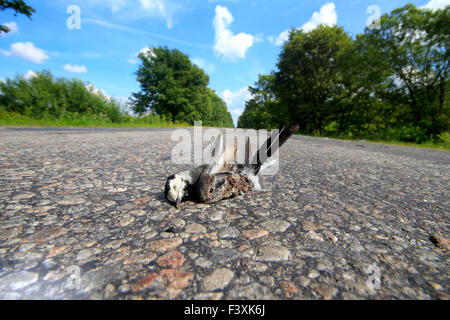 Uccello ucciso in auto sulla strada Foto Stock