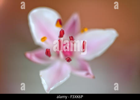 Giunco fiorito (Butomus umbellatus) Foto Stock