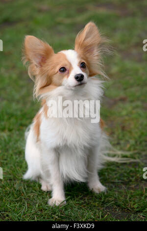 Tipico giovane cane Papillon - Continental Toy Spaniel - nel giardino Foto Stock