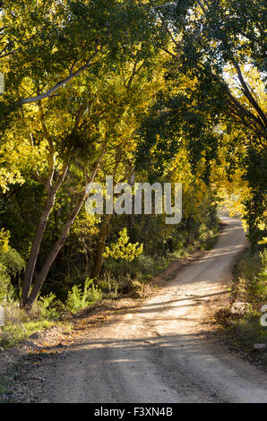 Back lit alberi lungo il fiume Matjies strada tra Oudtshoorn e Calitzdorp in Klein (Po) Karoo regione del Sud Africa Foto Stock