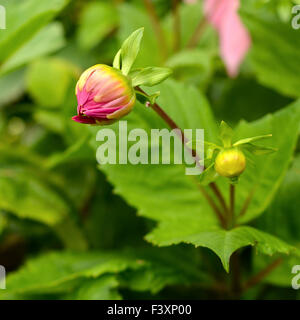 Un integro il Dahlia Fiore in primavera Foto Stock