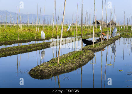 I giardini galleggianti al Lago Inle, Myanmar, Asia Foto Stock