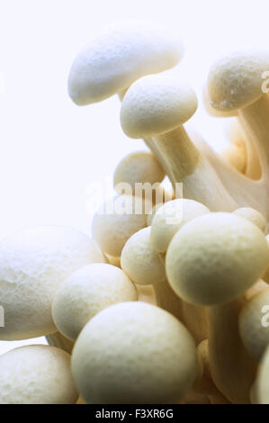 Faggio bianco (funghi shimeji bianco) Hypsizygus Marmoreus Foto Stock