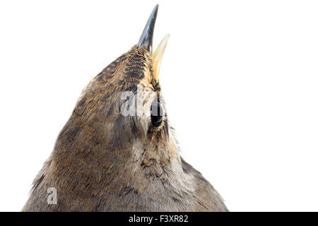 Blu-throated robin bird isolato Foto Stock