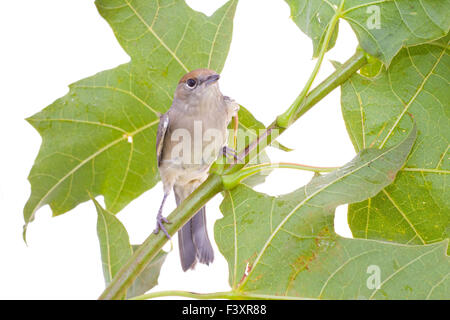 Bird su un acero (nero-cap) Foto Stock