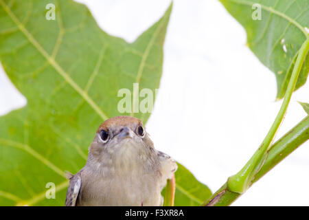 Bird su un acero (nero-cap) Foto Stock