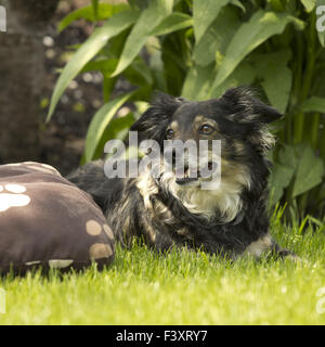 Razza cane in un parco Foto Stock