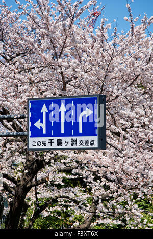 Giappone, isola di Honshu, Kanto, Tokyo, aprile a Tokyo. Foto Stock