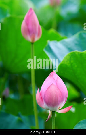 Il tiro di lotus di foglie e i fiori Foto Stock