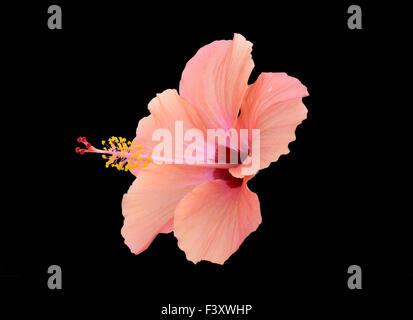 Peach red hibiscus Foto Stock