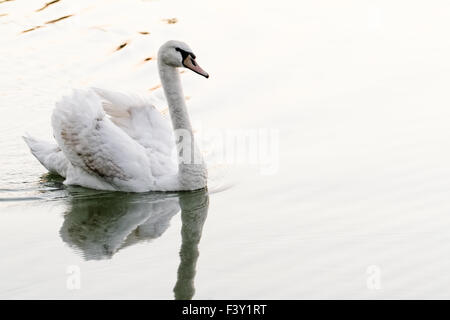 In Swan il bellissimo tramonto sul lago Foto Stock