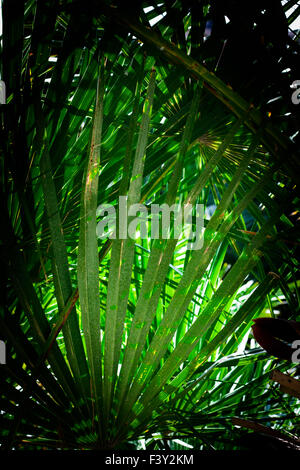 Fan di palma Chamaerops humilis sfondo Foto Stock